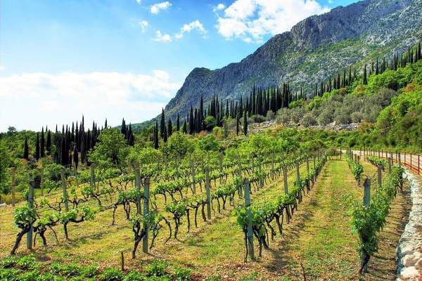 Konavle Gastro and Wine Tour – image 4