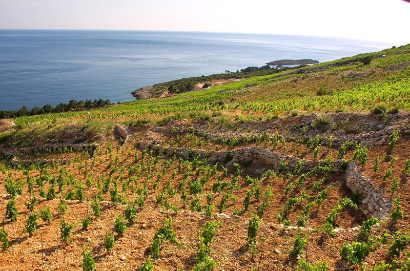 Ston Wine & Oysters Tour – image 11