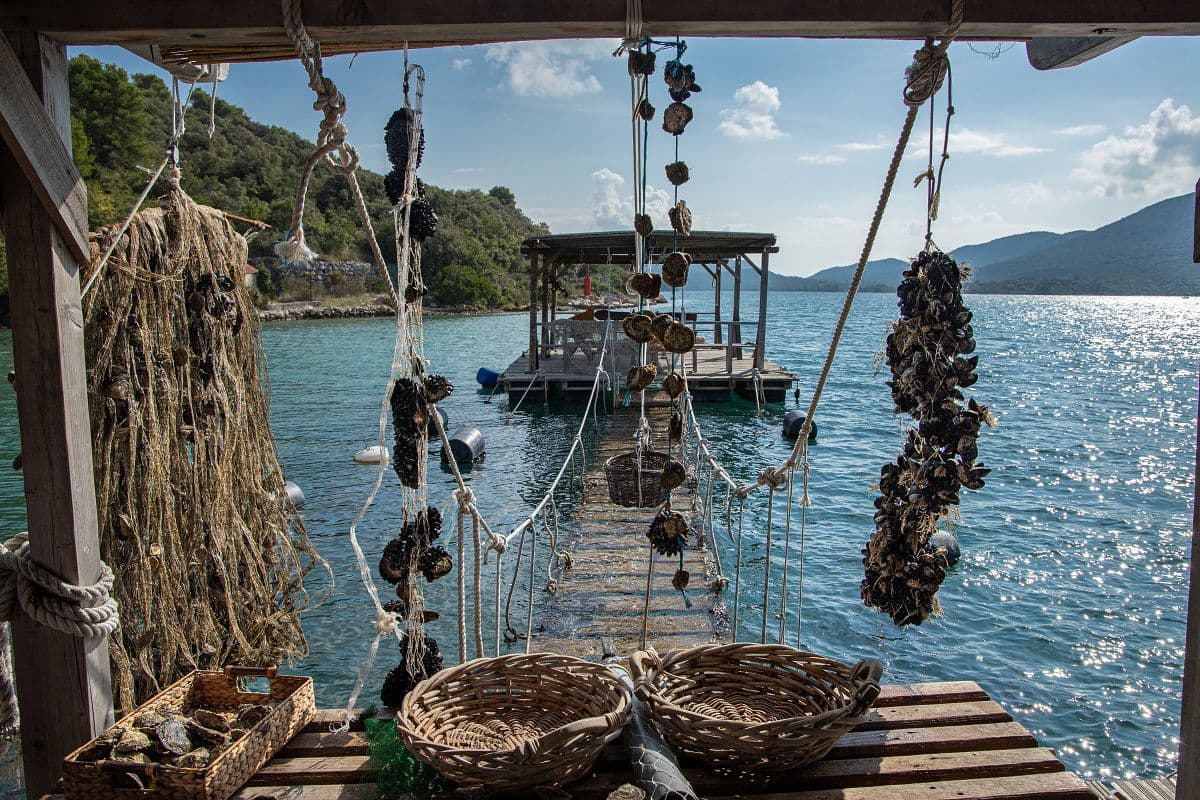 Ston Wine & Oysters Tour – image 6